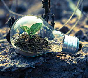 A plant growing inside a lightbulb