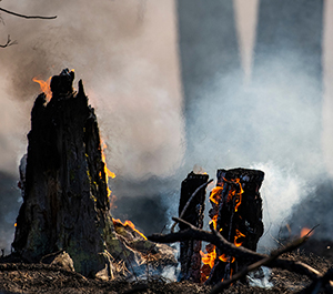 Stumps smolder during a wildfire.