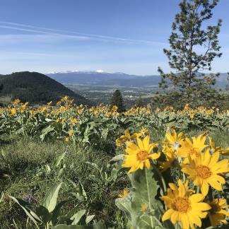 Flowers on mountains