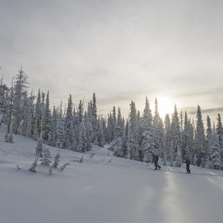 Snow in forest