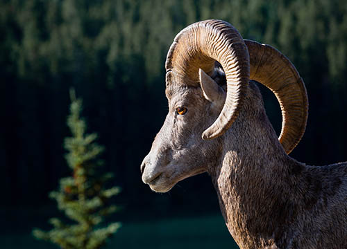 Picture of a Bighorn Sheep ram