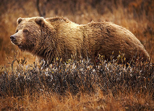 Picture of Grizzly Bear in tall grass