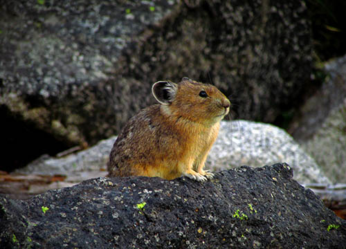 Picture of a pika sitting on a rock.