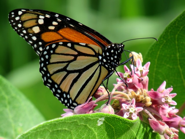 Monarch Butterfly