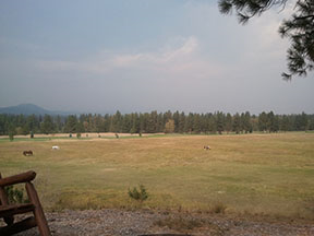 Open grassy meadow with grazing animals, backed by a line of pine trees and distant hills under a hazy sky.