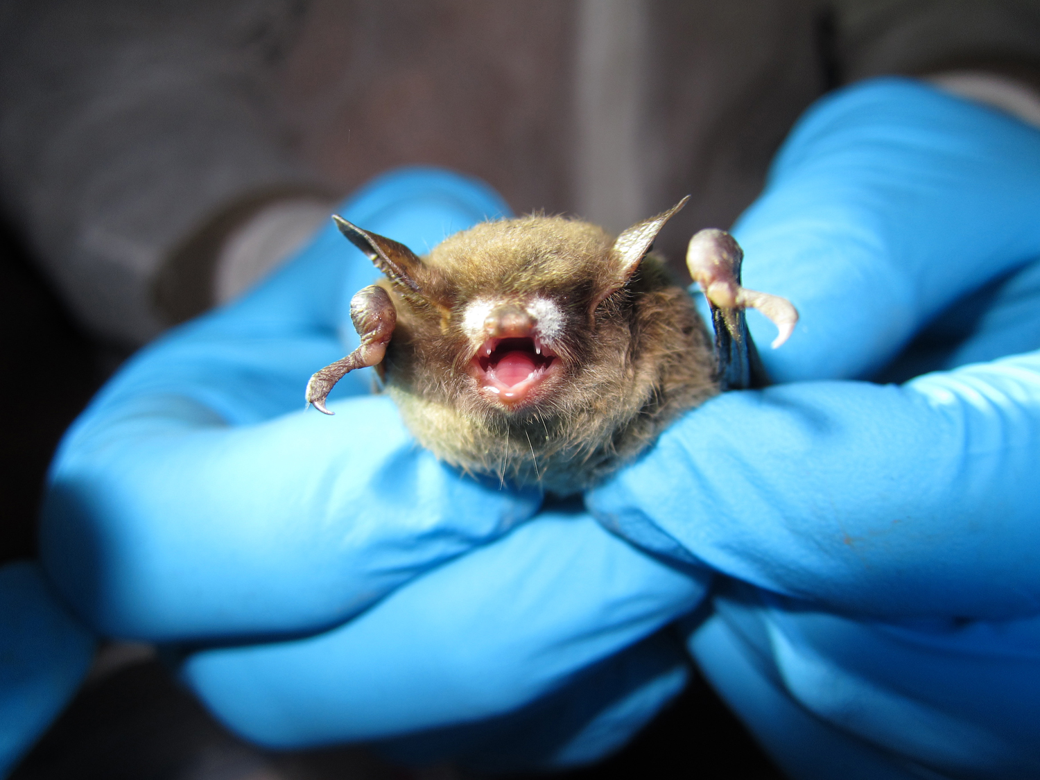 a bat with white nose syndrome