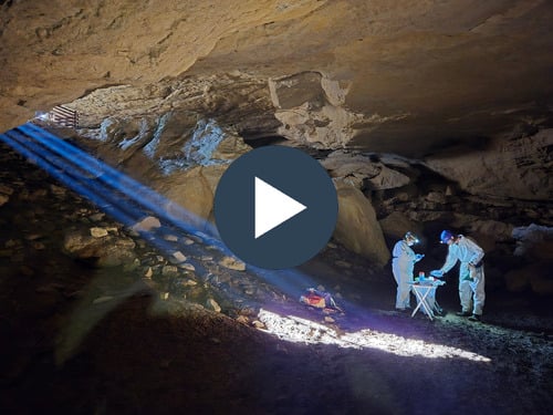 Dr. Erin Landguth's team research White Nose syndrome in bats - Video