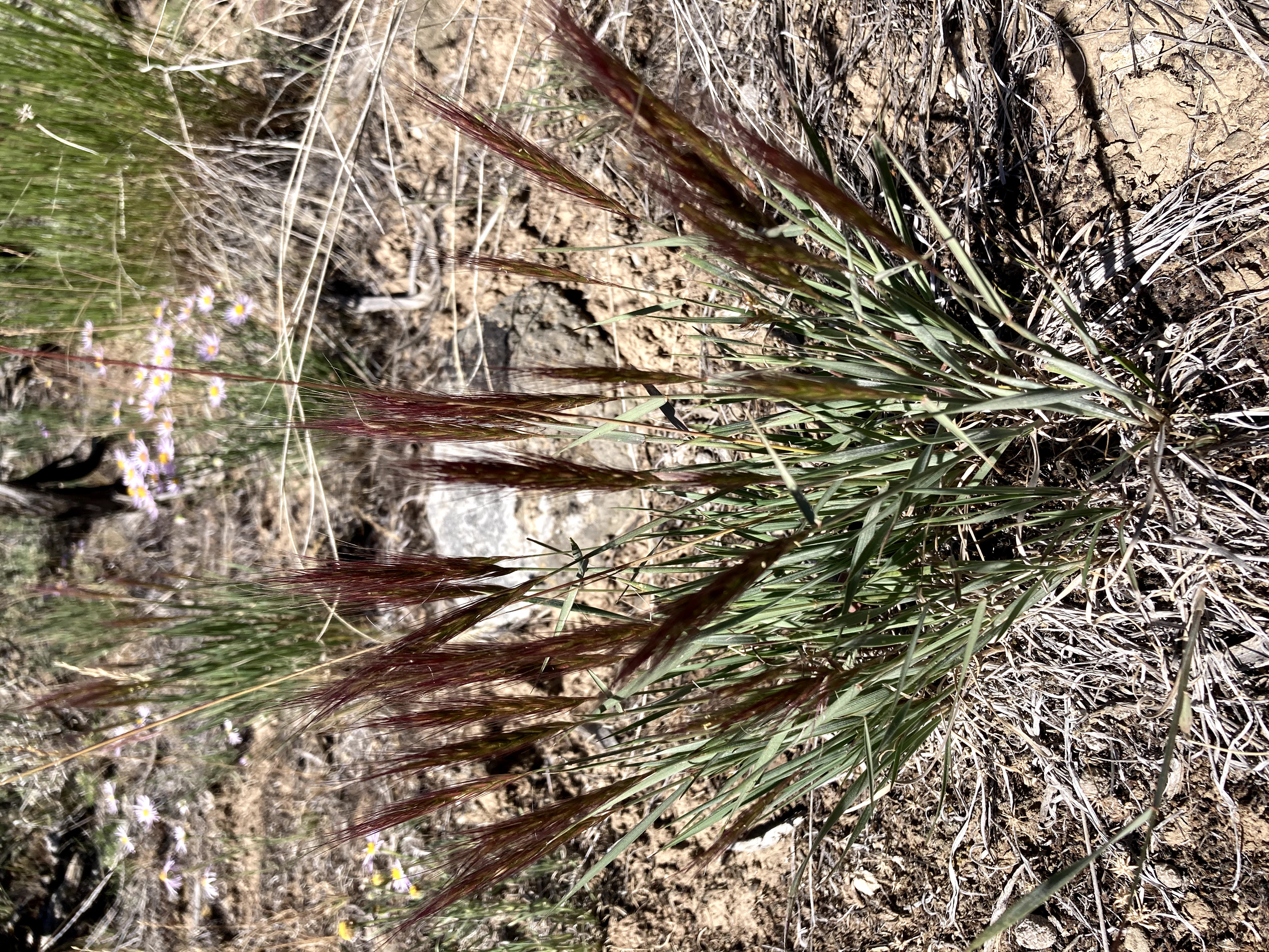 Grass grows through a sand-colored rock.