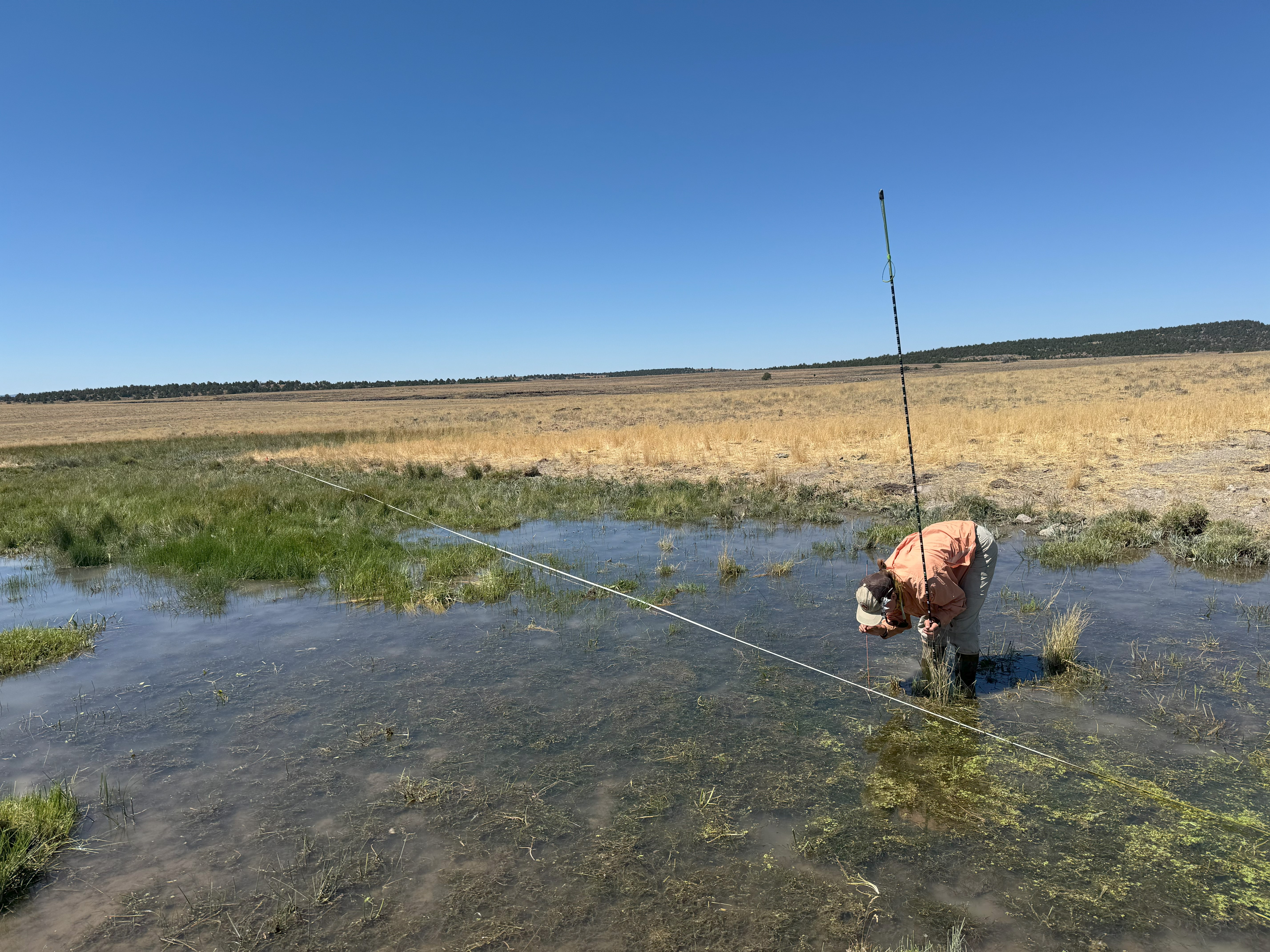 A researcher collects data in a wetland.