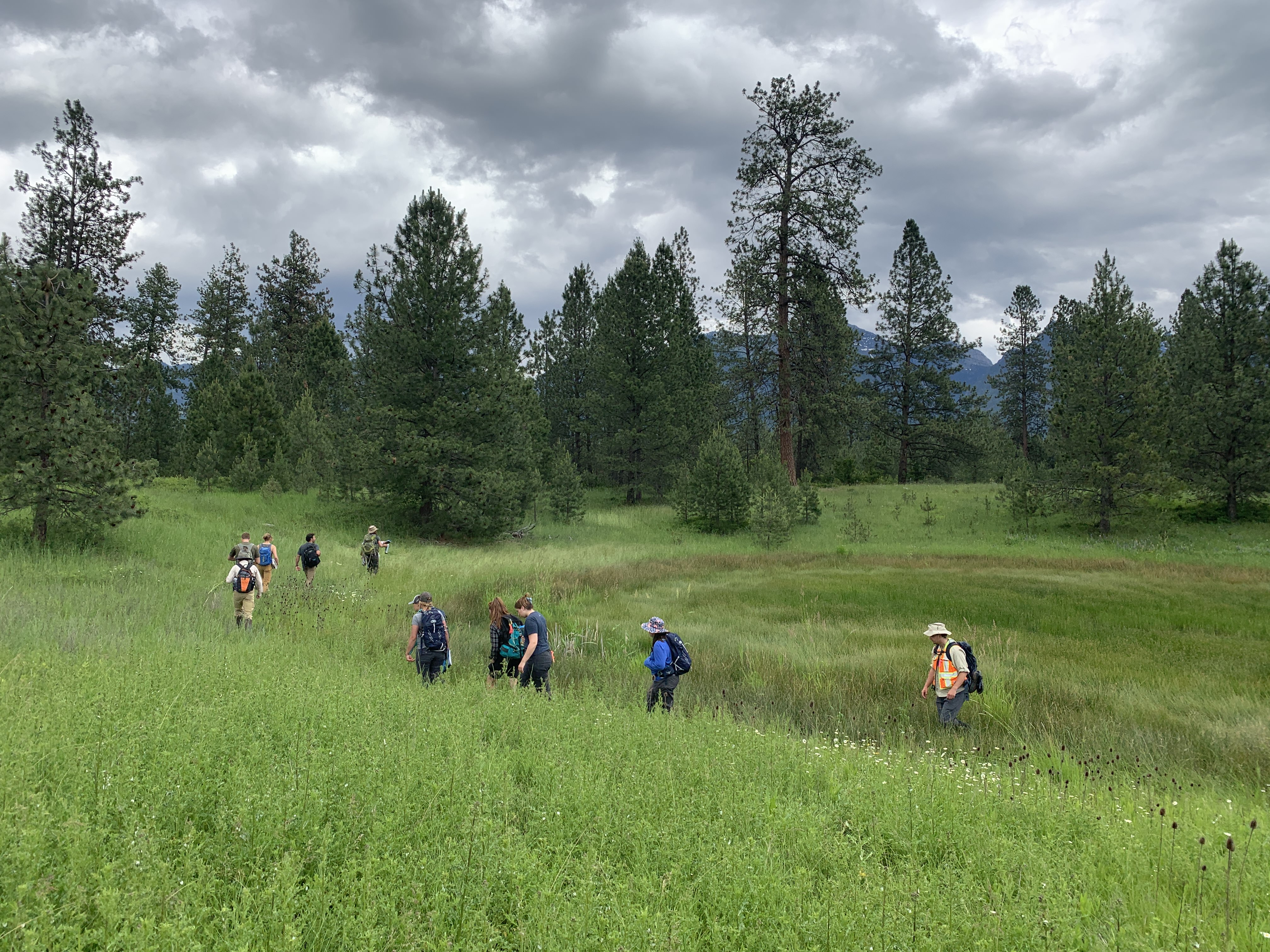 A group of researchers walk in a line through a wetland.