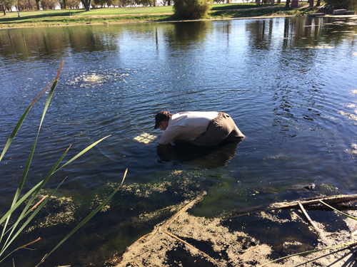 Dr. Maury Valett taking measurements at Travis AFB Duck Pond