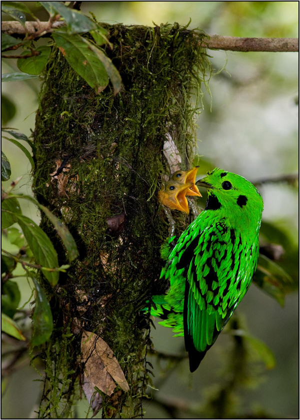 Broadbill