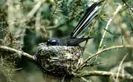 Small bird perched in a nest among tree branches.