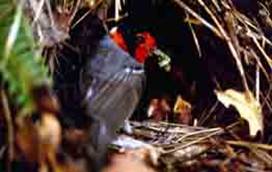 Small bird with a red face and dark head standing on a nest among dry leaves and twigs.