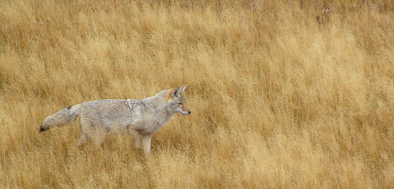 A coyote walking through tall, golden grass in a natural landscape.