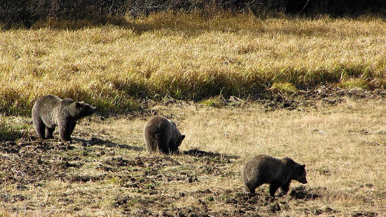 Three bear cubs walking across a grassy field.