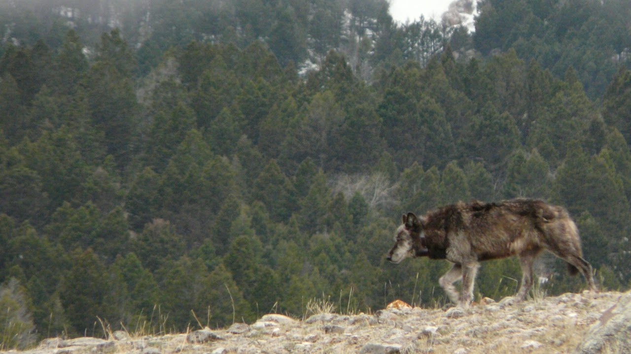 Wolf walking along a rocky ridge with a dense pine forest in the background.