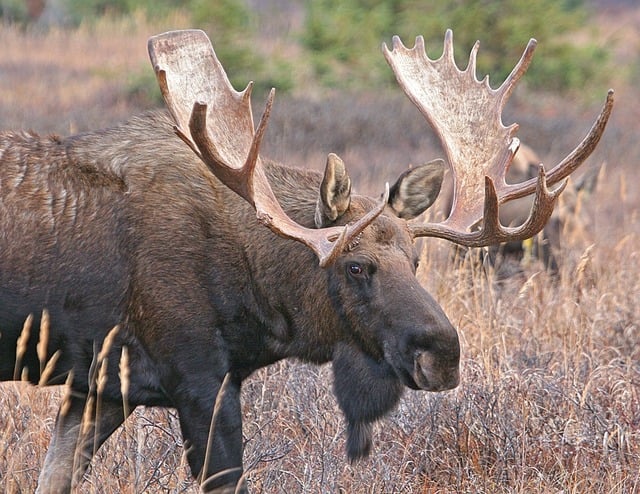 bull-moose-antlers-moose-animals-af2b38-640.jpg