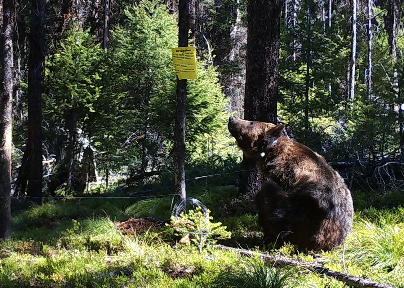 Bear sitting in a forest clearing near a tree with a yellow warning sign.