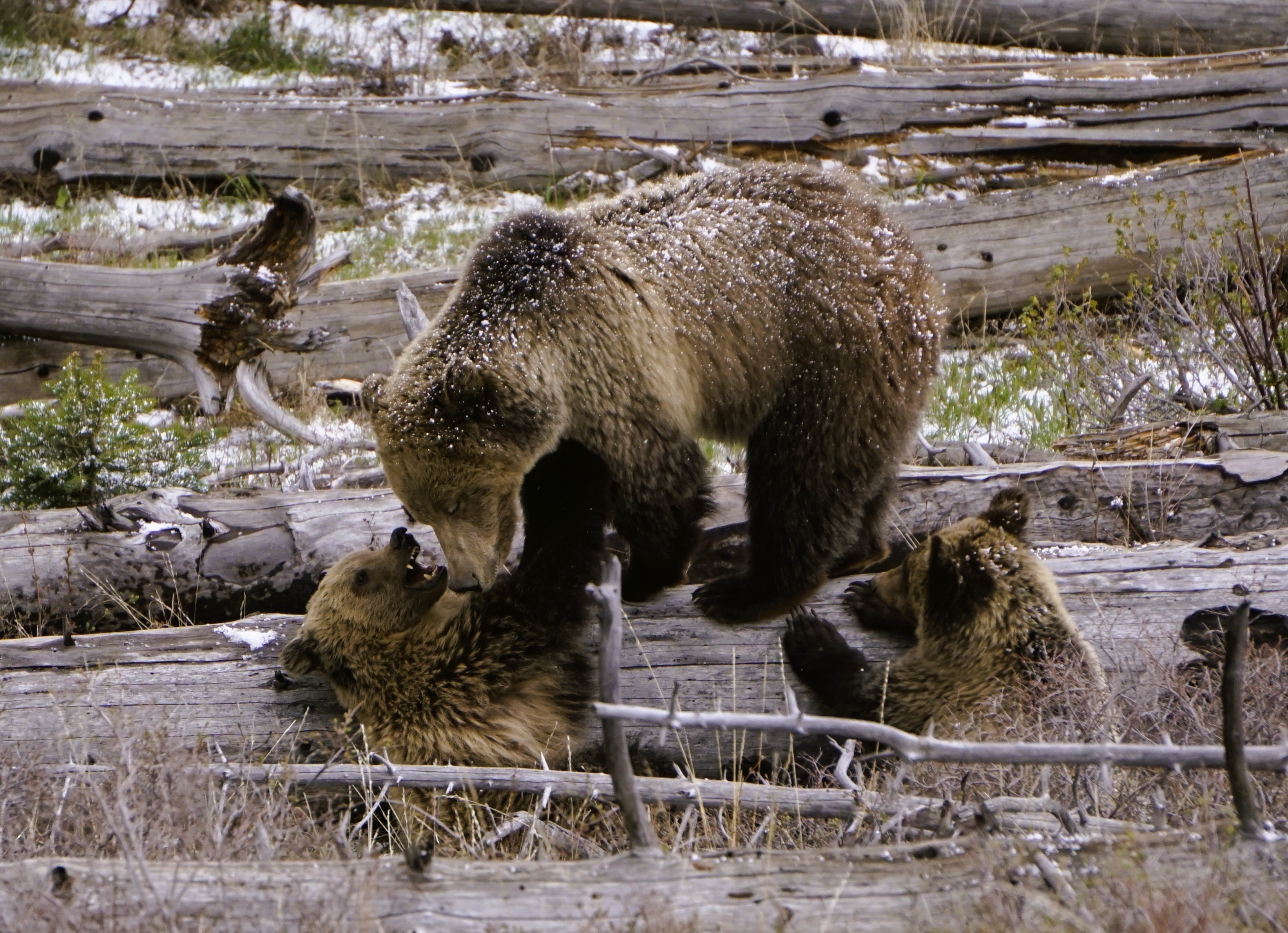 grizzly bear and cubs