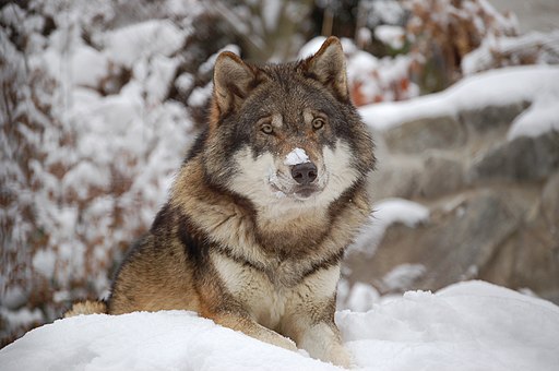 wolf_4394675343.jpg