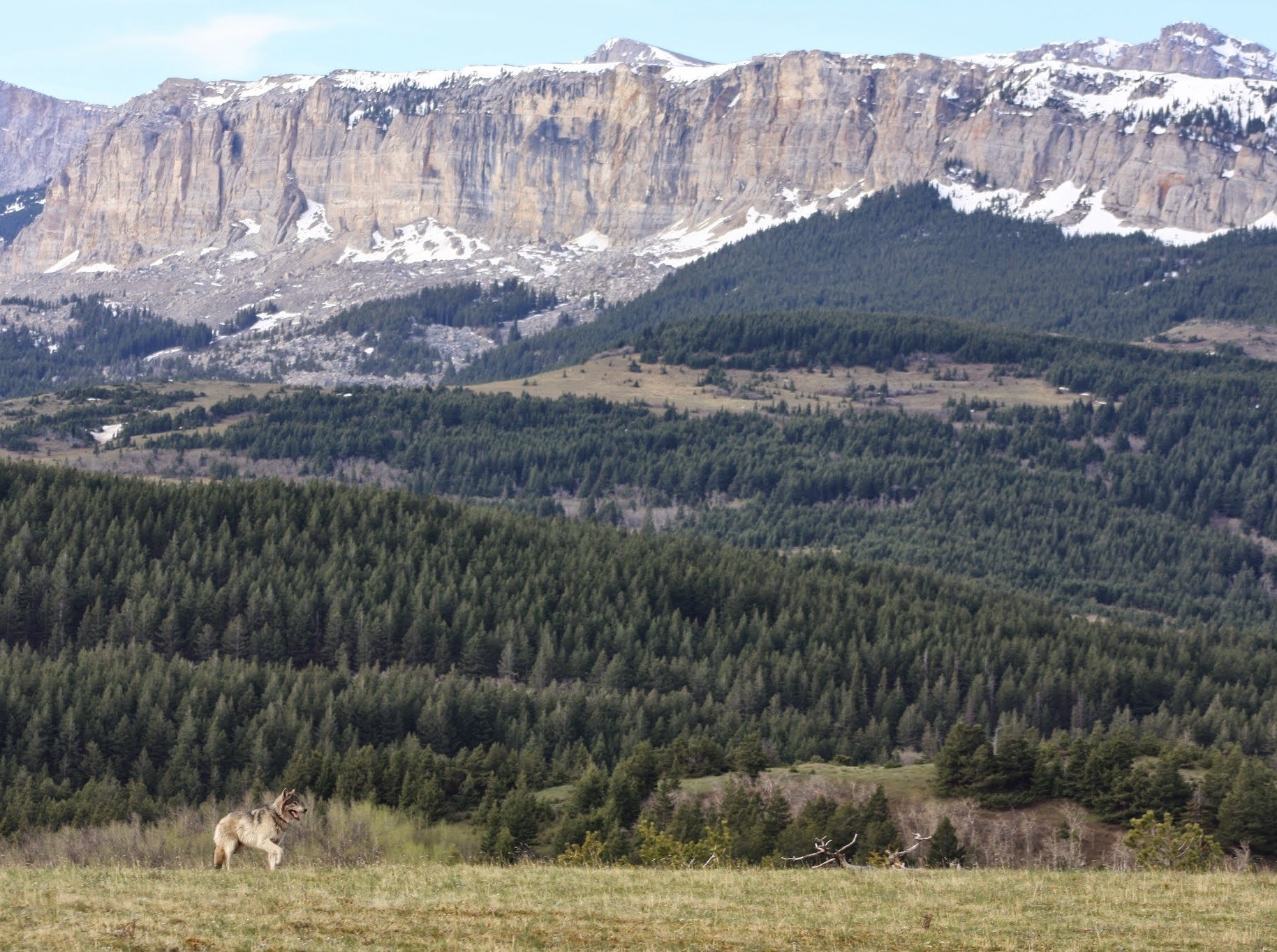 Gray wolf on the Rocky Mountain Front