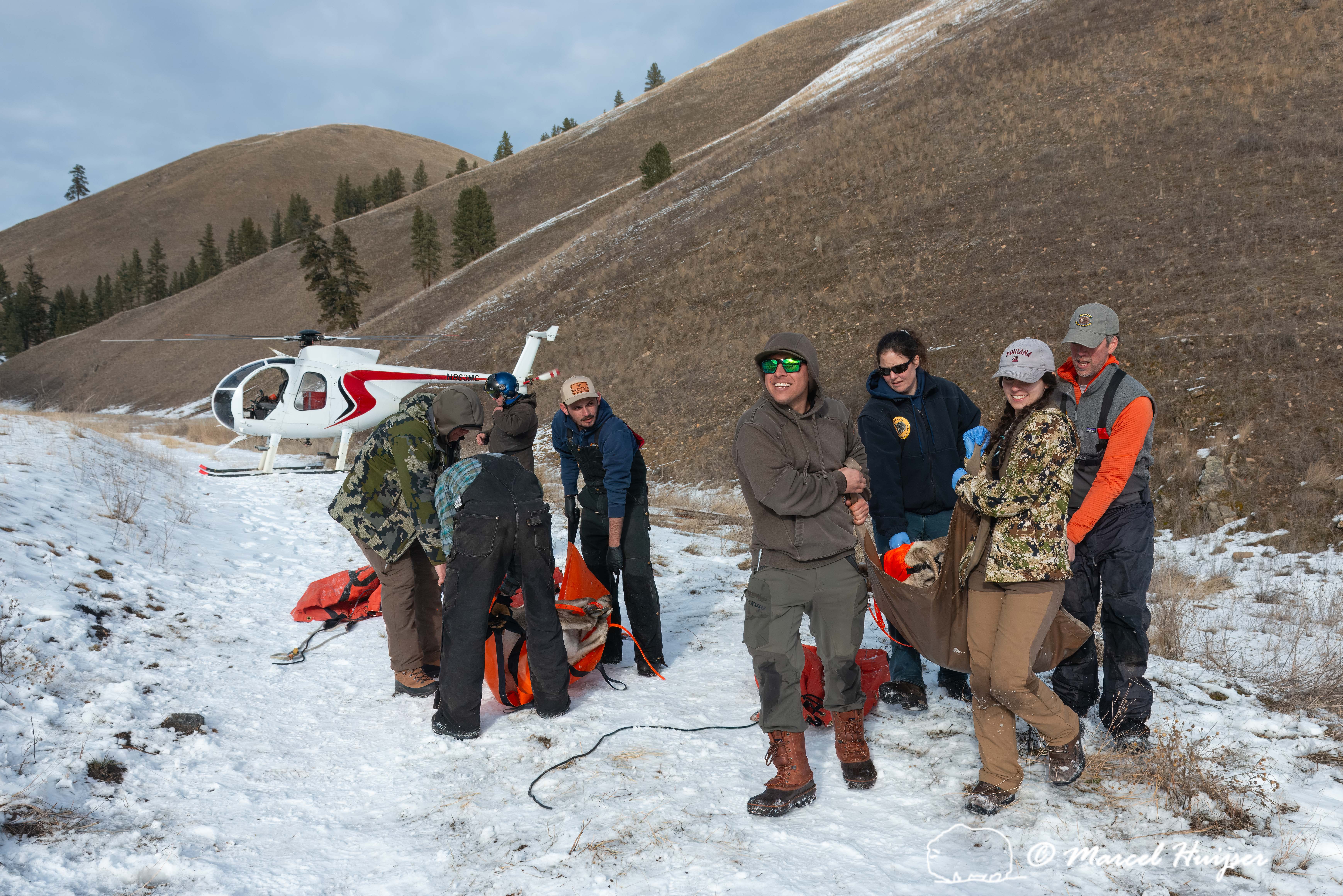 Team moving a captured bighorn sheep for work up