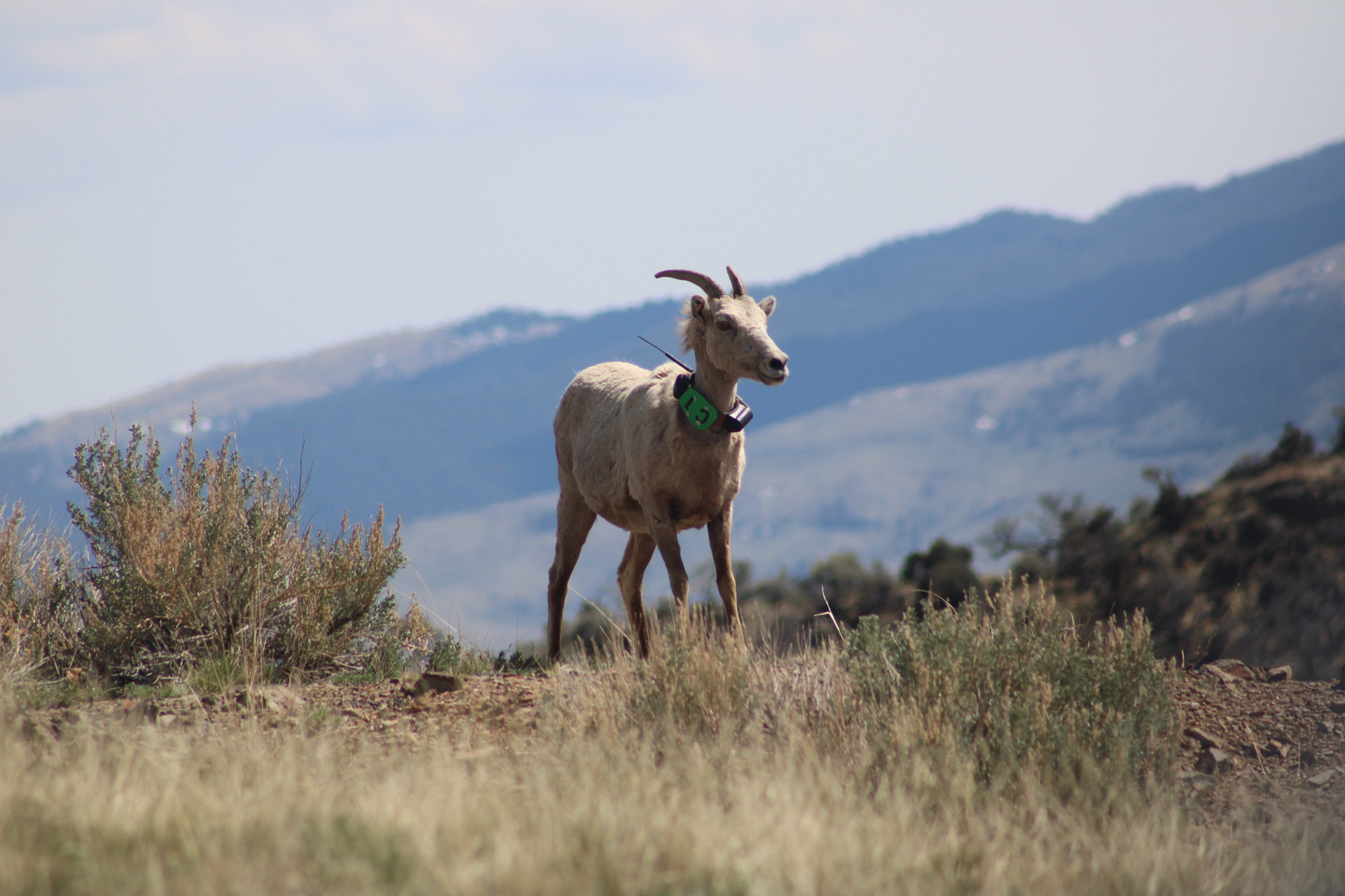 Female bighorn sheep with a placard that reads C1 in a field with mountains behind her.