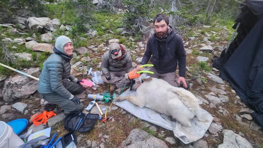 Picture of a goat being worked up by a team of researchers.