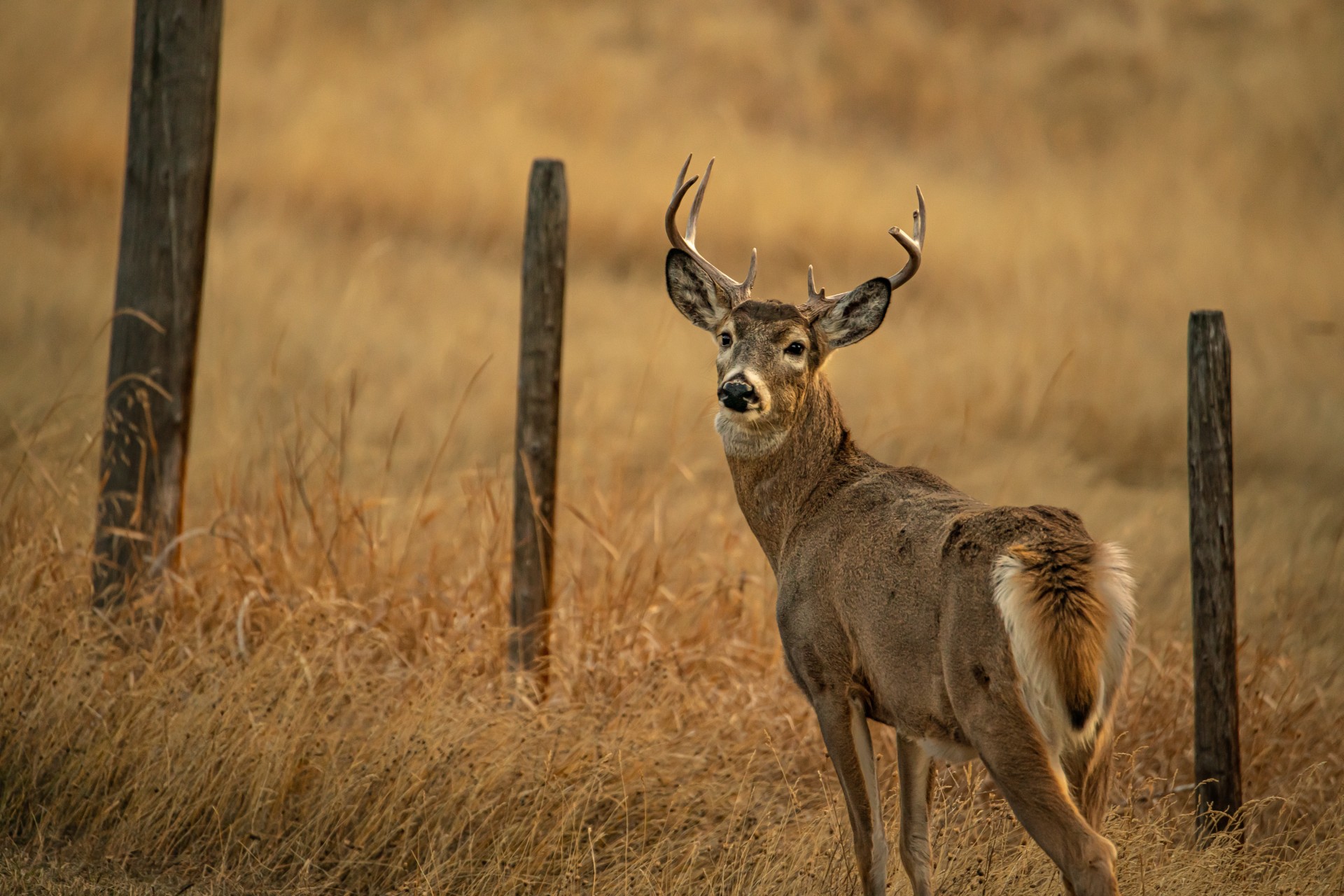 Male white tail deer standing in a field looking towards the camera.