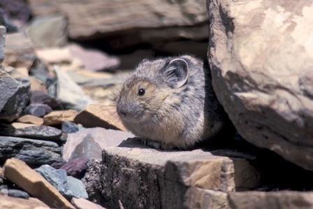 A close-up of a pika nestled between rocks in a rocky landscape.