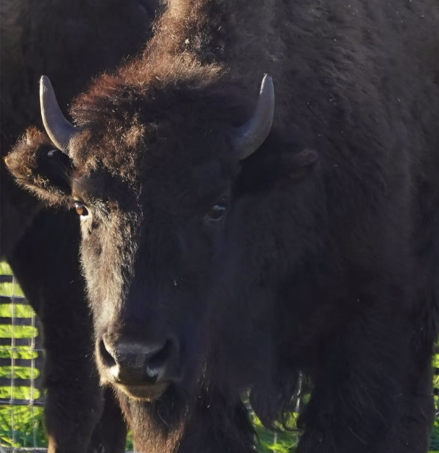 Partner Highlight: Wildlife Restoration Foundation
