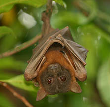 Close-up of a brown bat hanging upside down among green leaves.