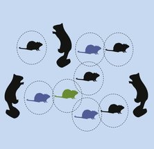 Illustration of dilution effect with cats and mice in a whimsical design, featuring various silhouettes against a light blue background.
