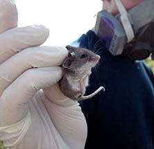 A researcher in gloves holding a small mouse, wearing a protective mask.