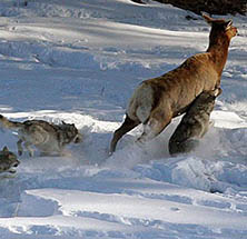 A deer running while being chased by two wolves in a snowy landscape.