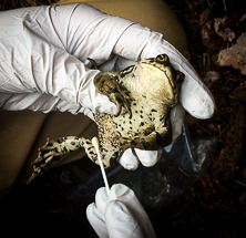 A researcher in gloves holds a toad while taking a swab sample for scientific analysis.