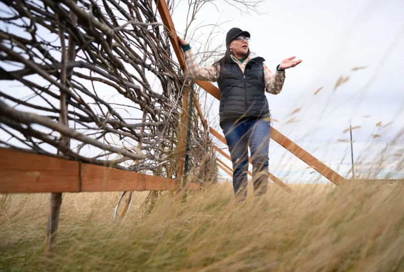 Termaine Edmo, Environmental Advisor to the Blackfeet Nation, explains how their sustainable snow fence works behind Browning High School in Browning, Mont., on October 20, 2023. Most national parks were set up in areas that are Indigenous ancestral lands