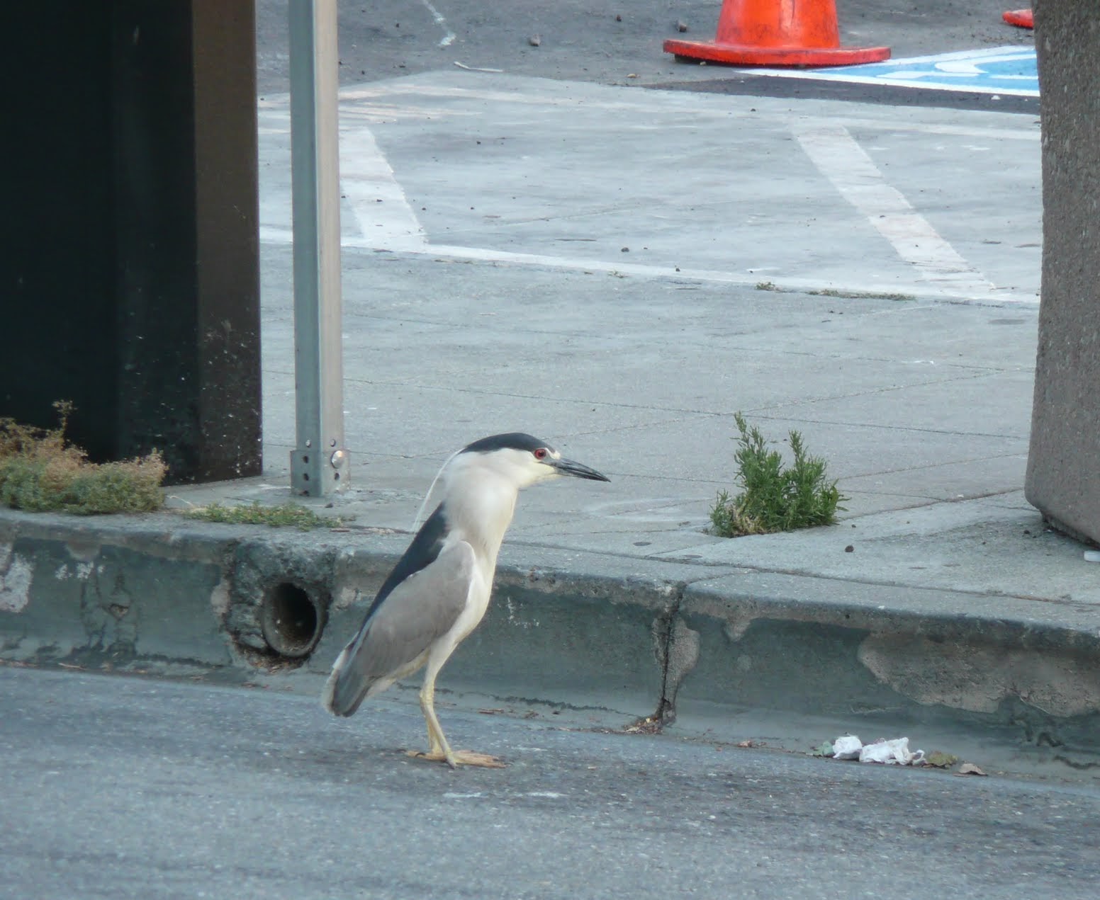 large bird on city street