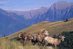 Montana's wildlife