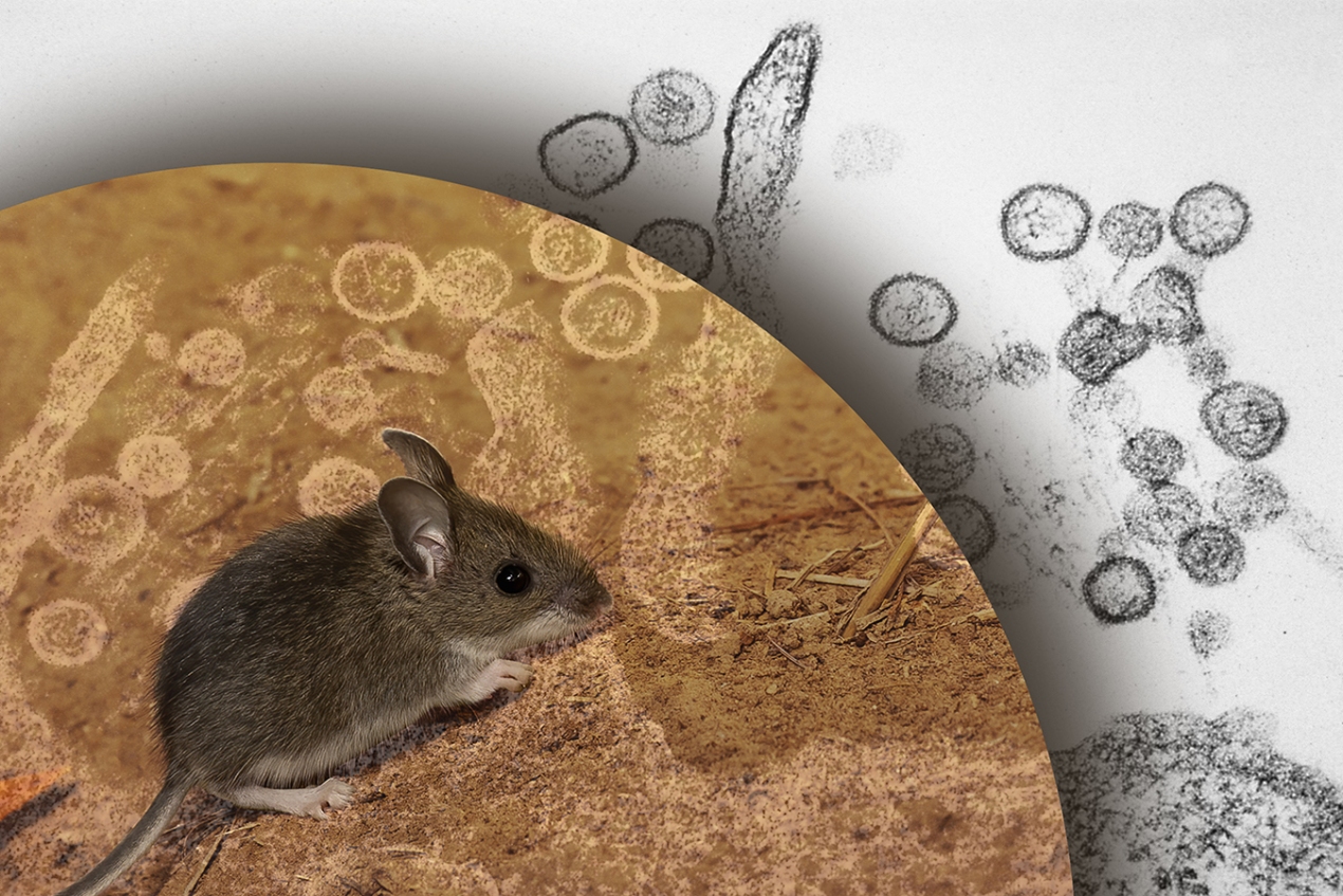 virus spillover mice