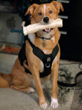 Finn, an orange heeler mix, sitting with a treat in his mouth wearing his ESA vest
