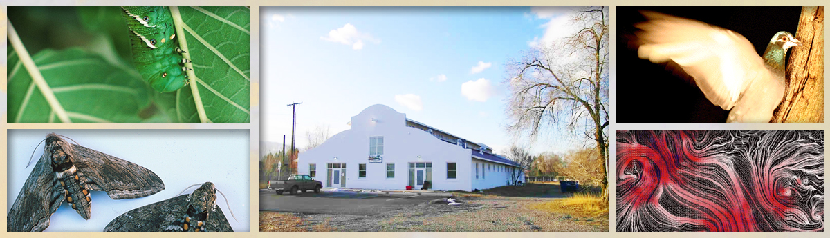Collage of nature images featuring a building exterior, moths, a bird in flight, and caterpillars.