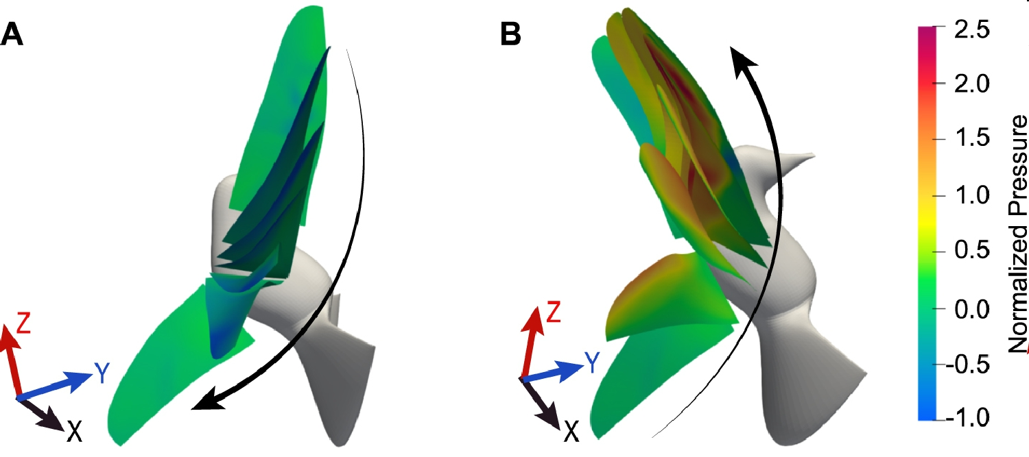 Images showing effects of wing pitching on pressure distribution on hummingbird wings