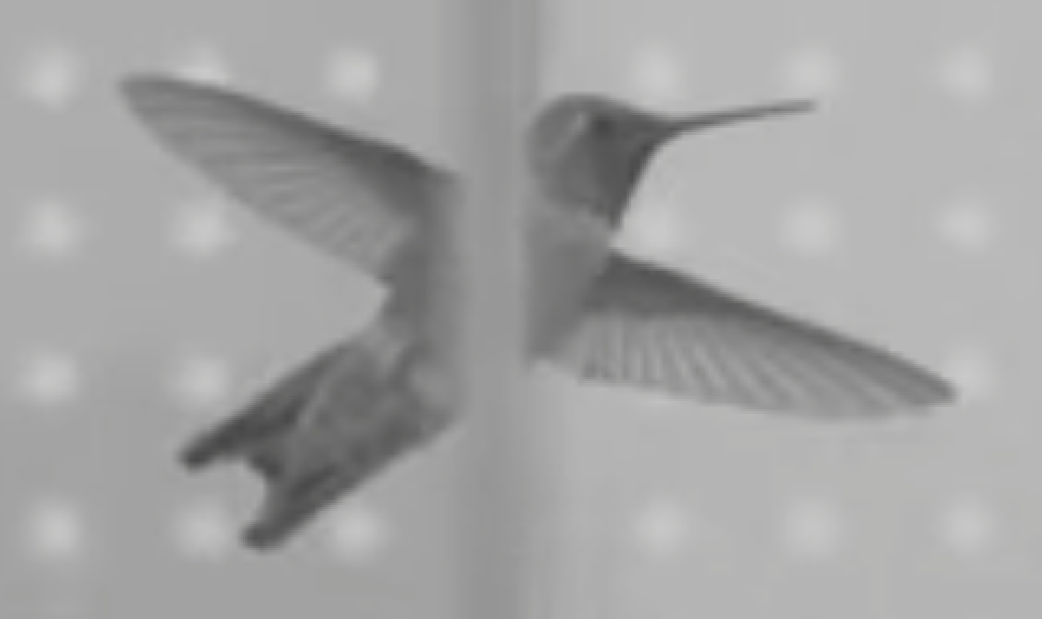 hummingbird-tight-spaces.jpg