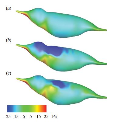 Pressure distribution on the body surface in Pascals: (a) isolated body simulation, (b) body with wings at mid-downstroke and (c) body with wings at mid-upstroke.