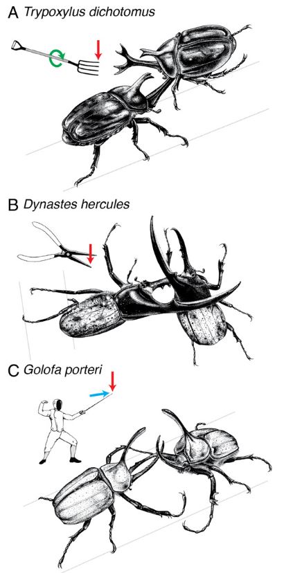 Weapon morphology in beetles.