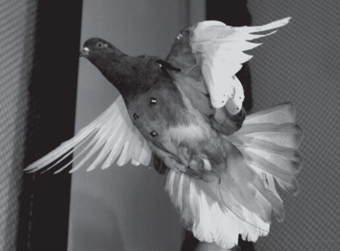 Pigeon in slow flight