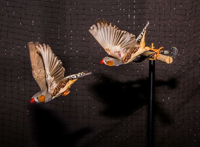 Finches in flight