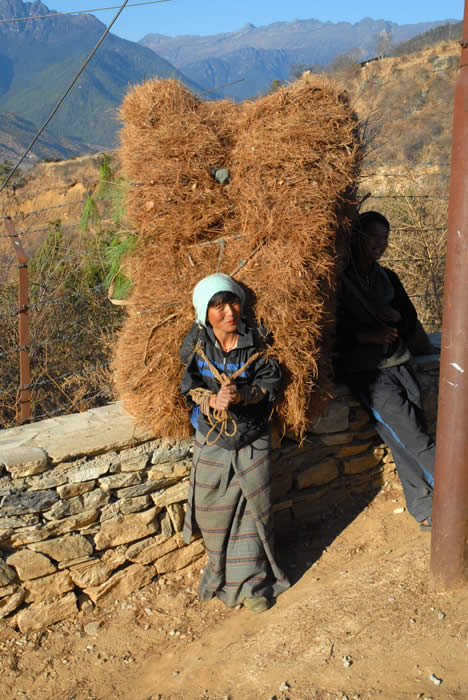 Woman collecting straw in Paro, Bhuthan 